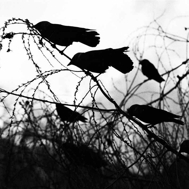 “Where the crows would have sung”, Ph. Elton Gllava.